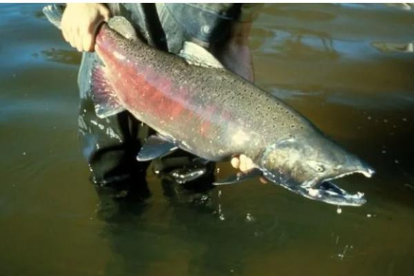 鲑鱼和三文鱼有何区别,体型、外观、鱼鳞等方面都不同