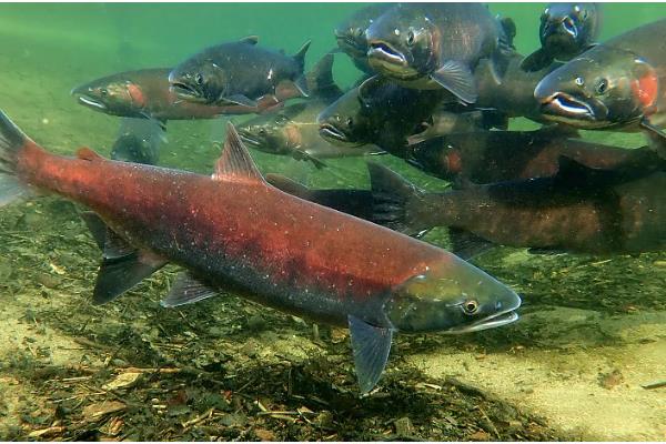 鲑鱼和三文鱼有何区别,体型、外观、鱼鳞等方面都不同