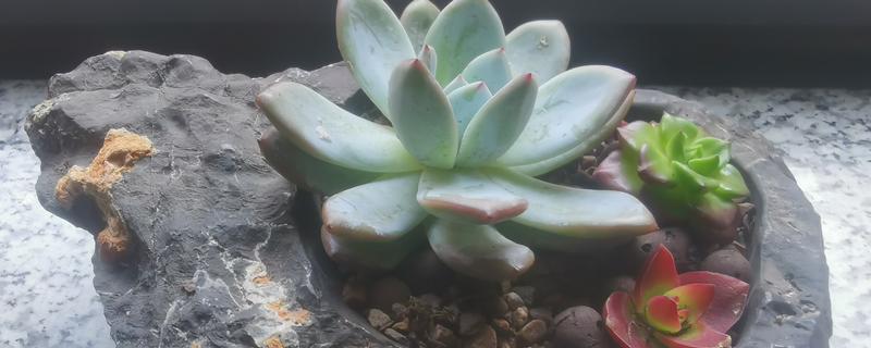 多肉植物适合用什么土，推荐兰石、蛭石等