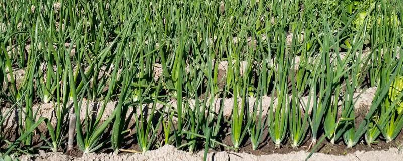 洋葱如何种植，九月上旬左右种植为佳