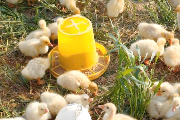 避免小鹅聚堆的方法，可采取驱赶、提高室温等措施