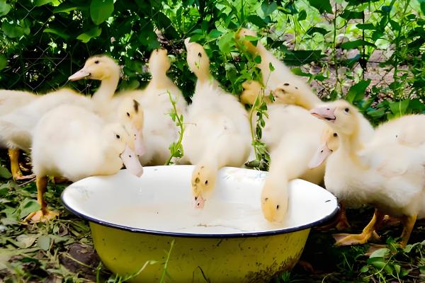 避免小鹅聚堆的方法，可采取驱赶、提高室温等措施