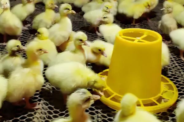 避免小鹅聚堆的方法，可采取驱赶、提高室温等措施