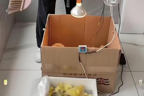 避免小鹅聚堆的方法，可采取驱赶、提高室温等措施