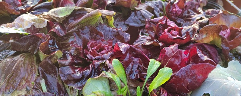 红菊苣种子的育苗方法，幼苗3-5片叶时即可定植