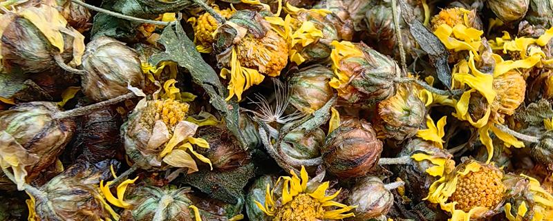 新鲜菊花晒干方法，晾干后蒸一次再摊晒