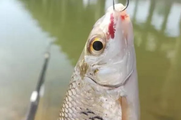 夏天什么时候适合钓土鲮鱼,早上、傍晚、晚上是最佳时间