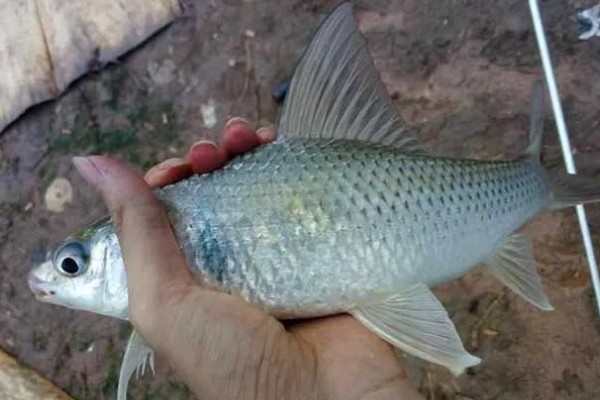 夏天什么时候适合钓土鲮鱼,早上、傍晚、晚上是最佳时间