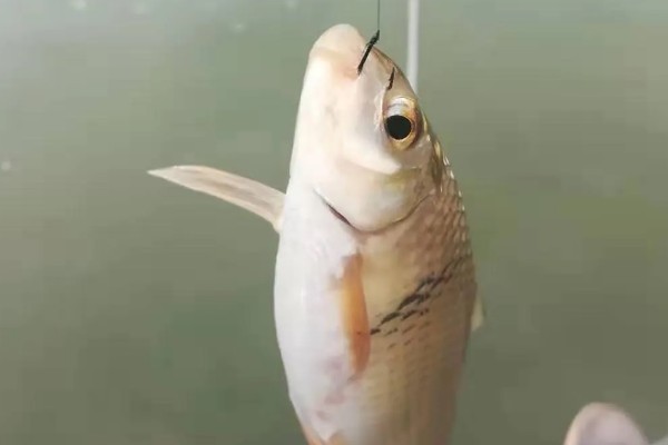 夏天什么时候适合钓土鲮鱼,早上、傍晚、晚上是最佳时间