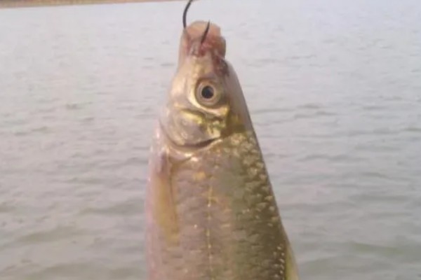夏天什么时候适合钓土鲮鱼,早上、傍晚、晚上是最佳时间