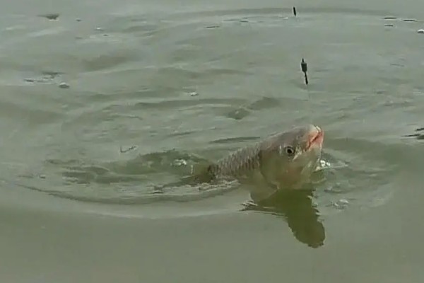 夏天什么时候适合钓土鲮鱼,早上、傍晚、晚上是最佳时间