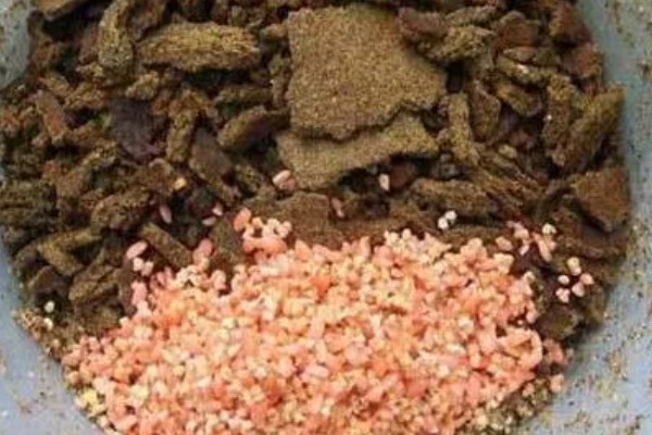 夏天什么时候适合钓土鲮鱼,早上、傍晚、晚上是最佳时间