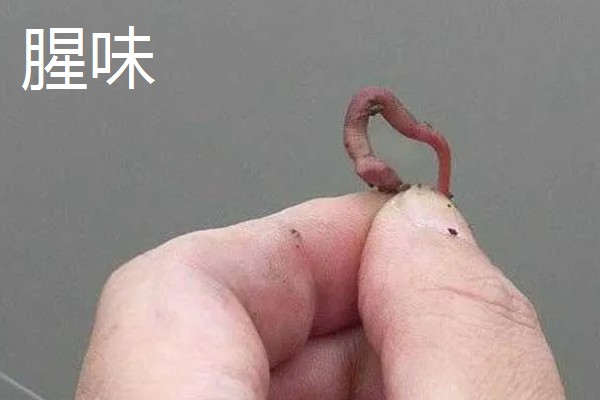 夏天什么时候适合钓土鲮鱼,早上、傍晚、晚上是最佳时间