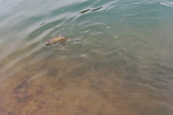 夏天什么时候适合钓土鲮鱼,早上、傍晚、晚上是最佳时间