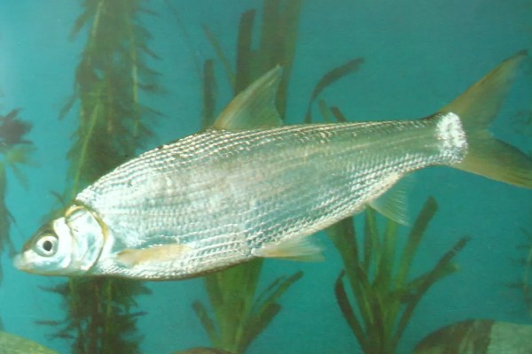 夏天什么时候适合钓土鲮鱼,早上、傍晚、晚上是最佳时间