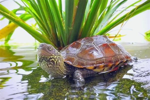 草龟吃不吃苹果，切成龟粮大小再饲喂