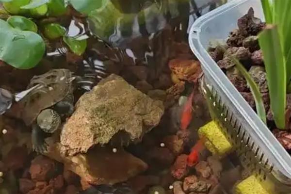 草龟吃不吃苹果，切成龟粮大小再饲喂