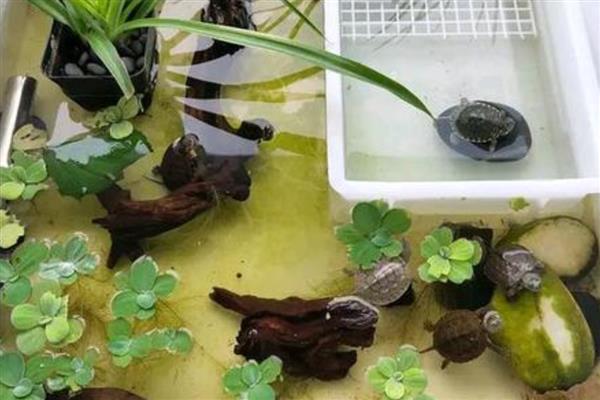 草龟吃不吃苹果，切成龟粮大小再饲喂