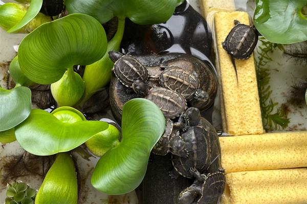 草龟吃不吃苹果，切成龟粮大小再饲喂