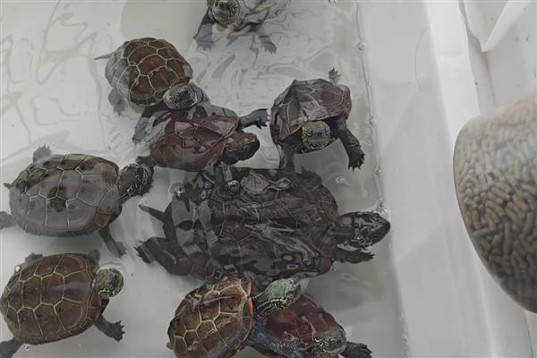 草龟吃不吃苹果，切成龟粮大小再饲喂