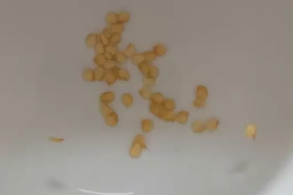 甜椒种子的催芽方法,洗净消毒后用清水浸种6-8小时