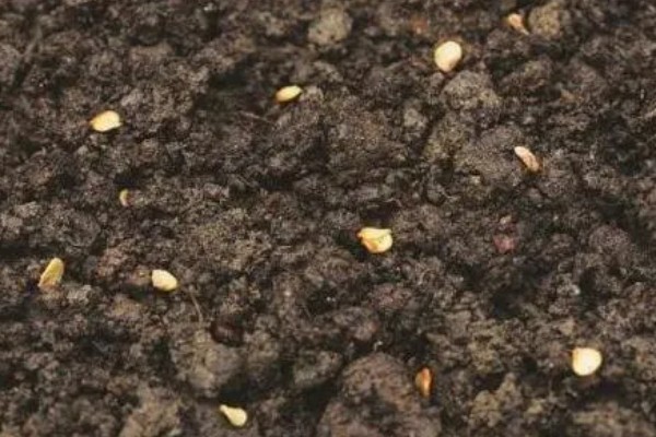 甜椒种子的催芽方法,洗净消毒后用清水浸种6-8小时