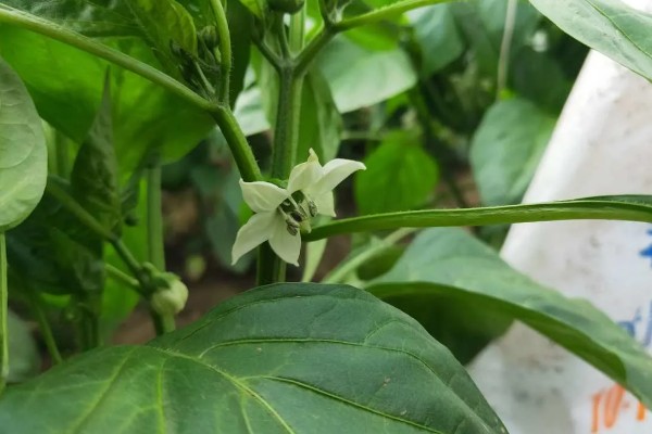 甜椒种子的催芽方法,洗净消毒后用清水浸种6-8小时