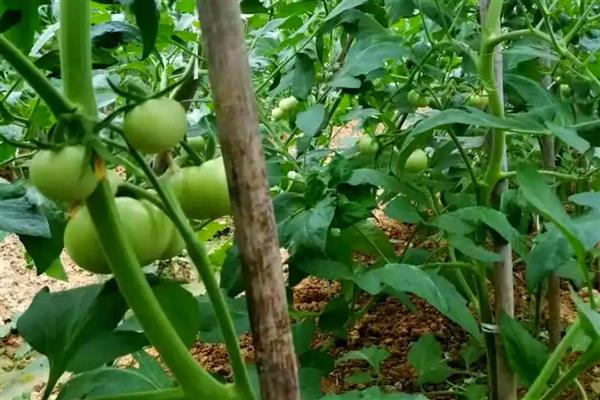 西红柿空心的原因及防治方法，可能是温度骤降所致