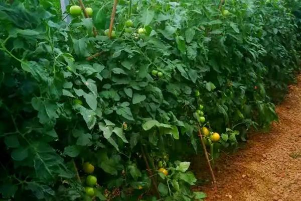西红柿空心的原因及防治方法，可能是温度骤降所致