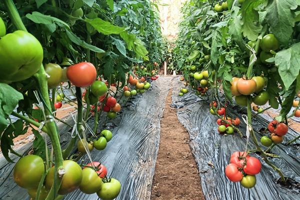 西红柿空心的原因及防治方法，可能是温度骤降所致