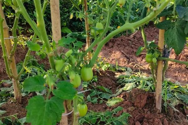 西红柿空心的原因及防治方法，可能是温度骤降所致