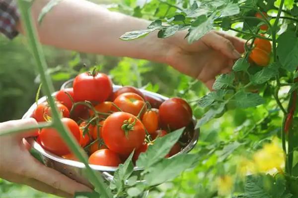 西红柿空心的原因及防治方法，可能是温度骤降所致