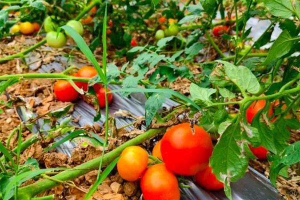 西红柿空心的原因及防治方法，可能是温度骤降所致