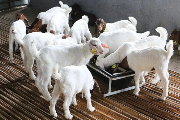 羊不怎么吃很瘦怎么处理,要注意饲料的多样化