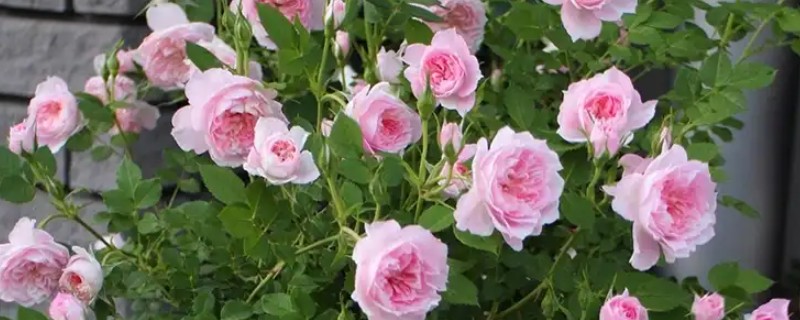 玫瑰如何换盆，可以选择在下午和夜晚操作