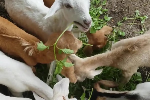 羊不怎么吃很瘦怎么处理,要注意饲料的多样化
