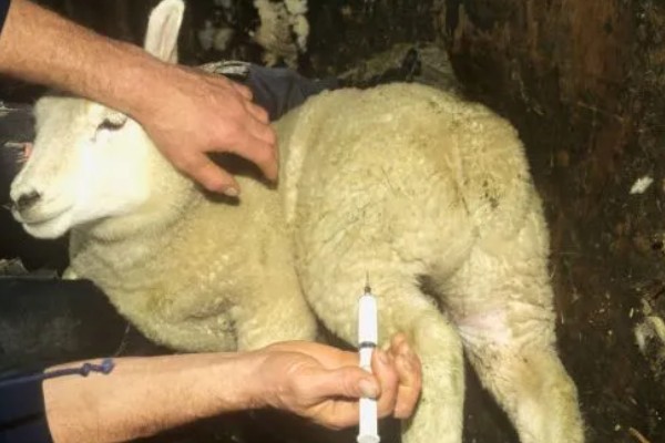 羊不怎么吃很瘦怎么处理,要注意饲料的多样化