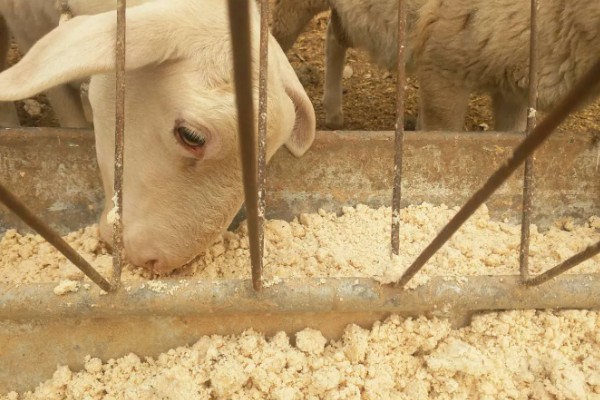 羊不怎么吃很瘦怎么处理,要注意饲料的多样化