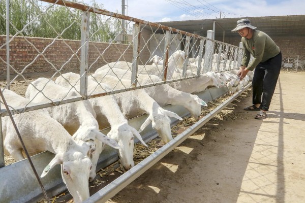 羊尿不下来怎么办，增加饮水量可预防尿道结石