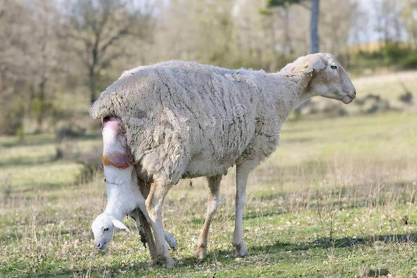 羊尿不下来怎么办，增加饮水量可预防尿道结石