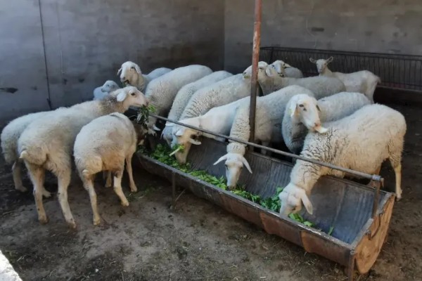 羊尿不下来怎么办，增加饮水量可预防尿道结石