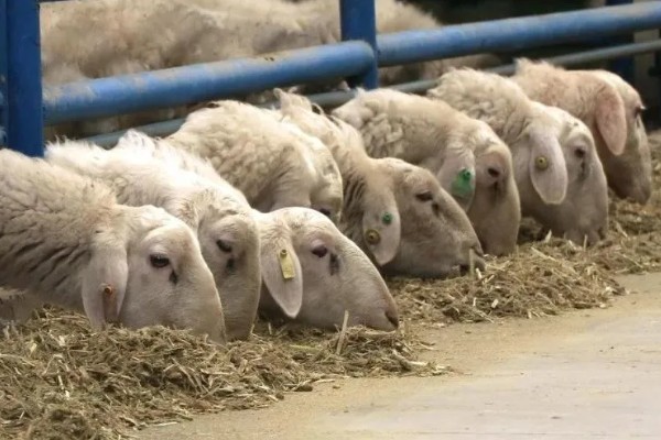 羊尿不下来怎么办，增加饮水量可预防尿道结石