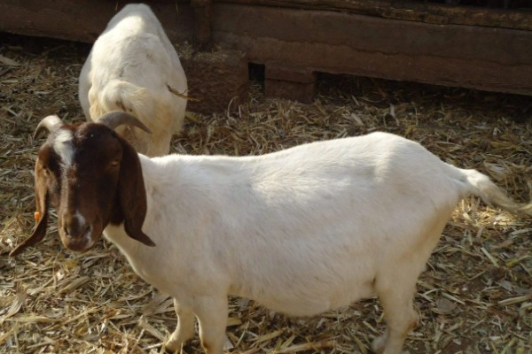 羊尿不下来怎么办，增加饮水量可预防尿道结石