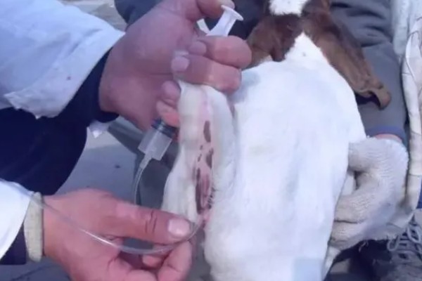 羊尿不下来怎么办，增加饮水量可预防尿道结石