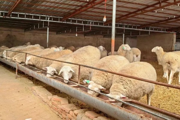 羊尿不下来怎么办，增加饮水量可预防尿道结石