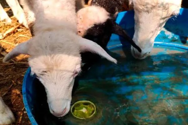 羊尿不下来怎么办，增加饮水量可预防尿道结石