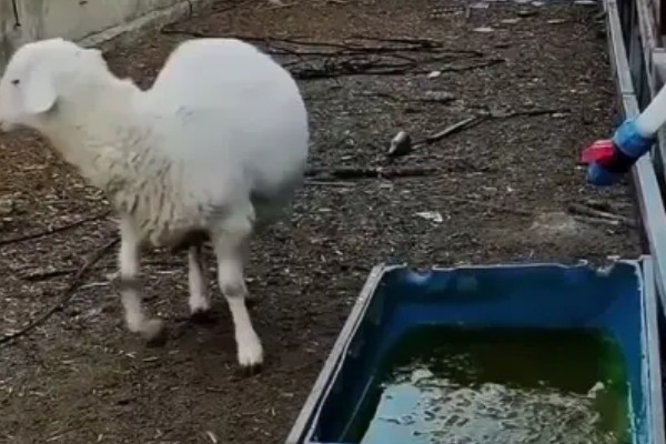 羊尿不下来怎么办，增加饮水量可预防尿道结石