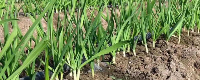 什么时候种植大蒜，长江流域及以南地区可在9月份播种