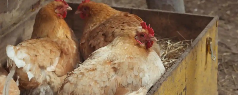 母鸡抱窝怎么处理，可尝试改变养殖环境