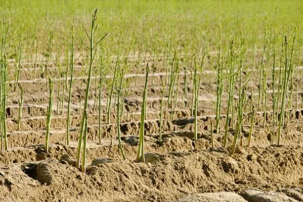 芦笋怎么种植，每隔20天追施一次有机肥液